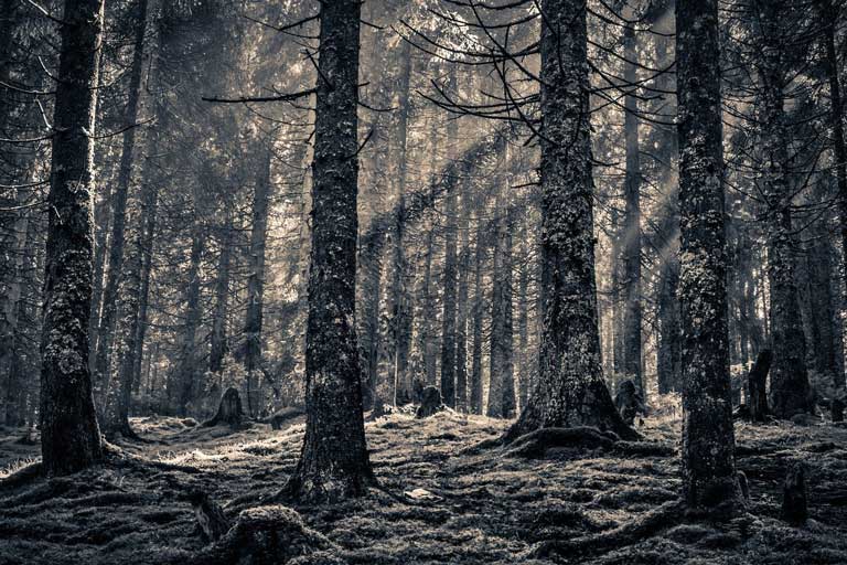 Vampires' Spooky forest in Transylvania