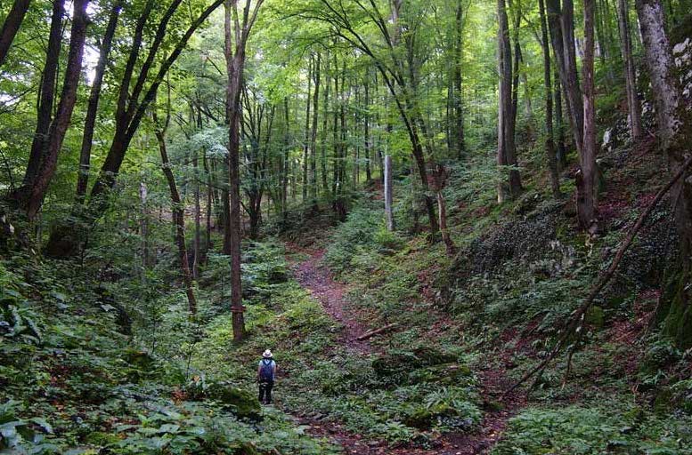 Serbia Rainforest