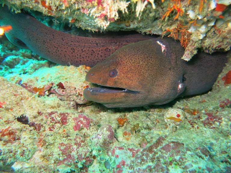 Moray Eel