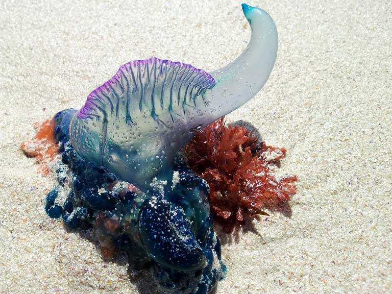 Portuguese Man O' War