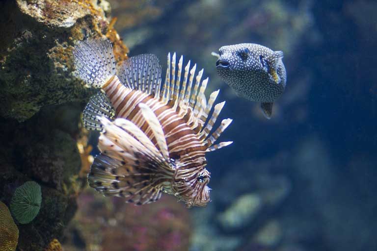 Scorpionfish, Greece