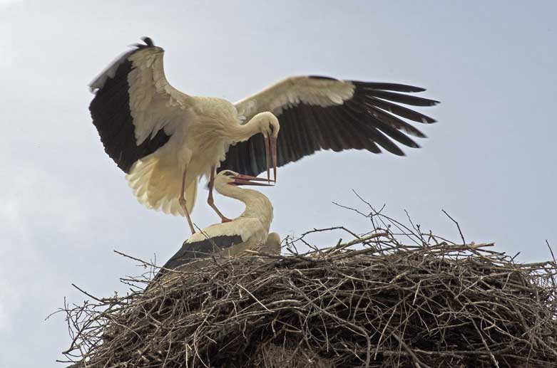 Baba Marta Bulgaria tradition when seeing first storks