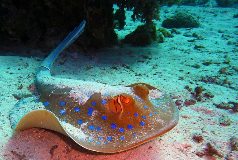 blue spotted stingrays