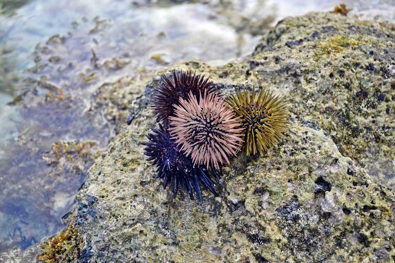 Sea urchins, Greece