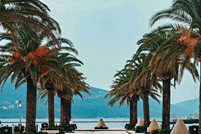 Porto Montenegro  marina and palm trees