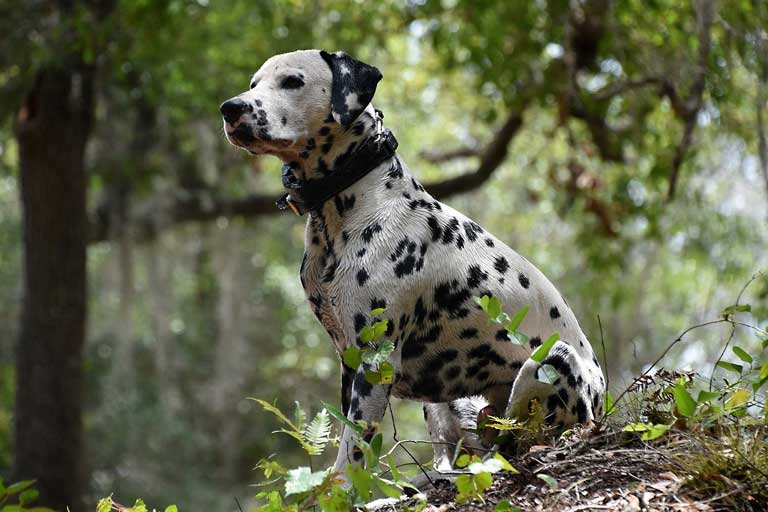Dalmatian dog- fun facts about Croatia