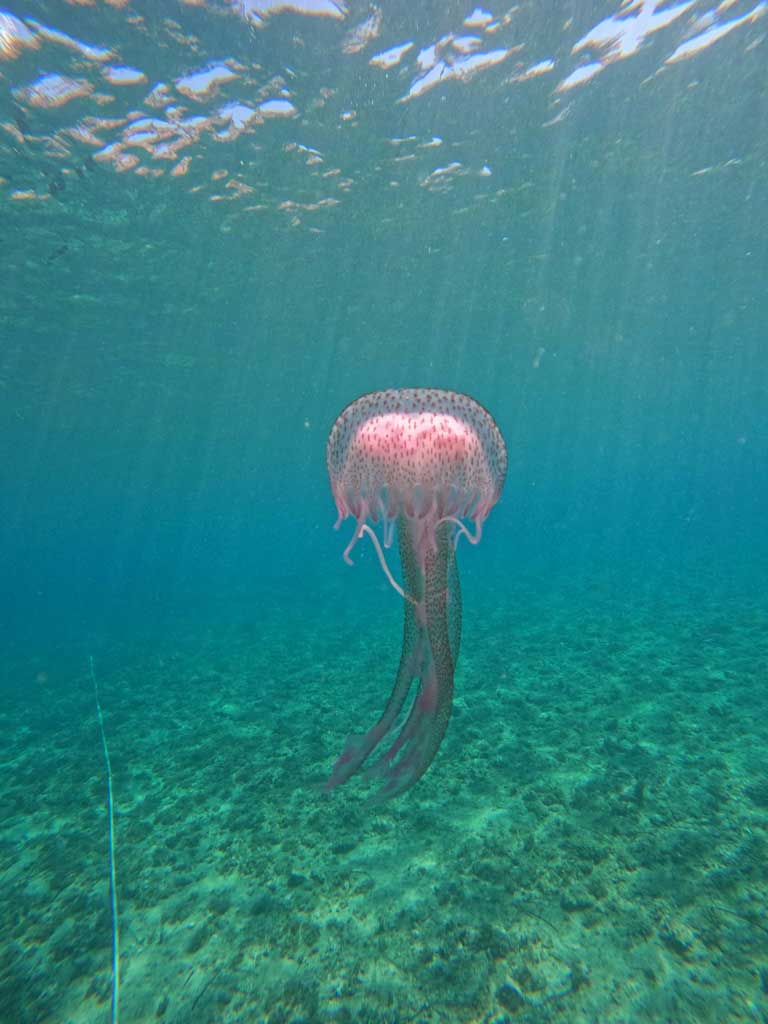 Pink jellyfish seen swimming near Komiza